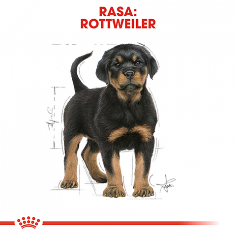 12 kg Royal Canin Rottweiler Puppy hrana uscata caine junior [6]