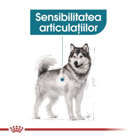 Royal Canin Maxi Joint Care Adult hrana uscata caine pentru ingrijirea articulatiilor, 10 kg [2]