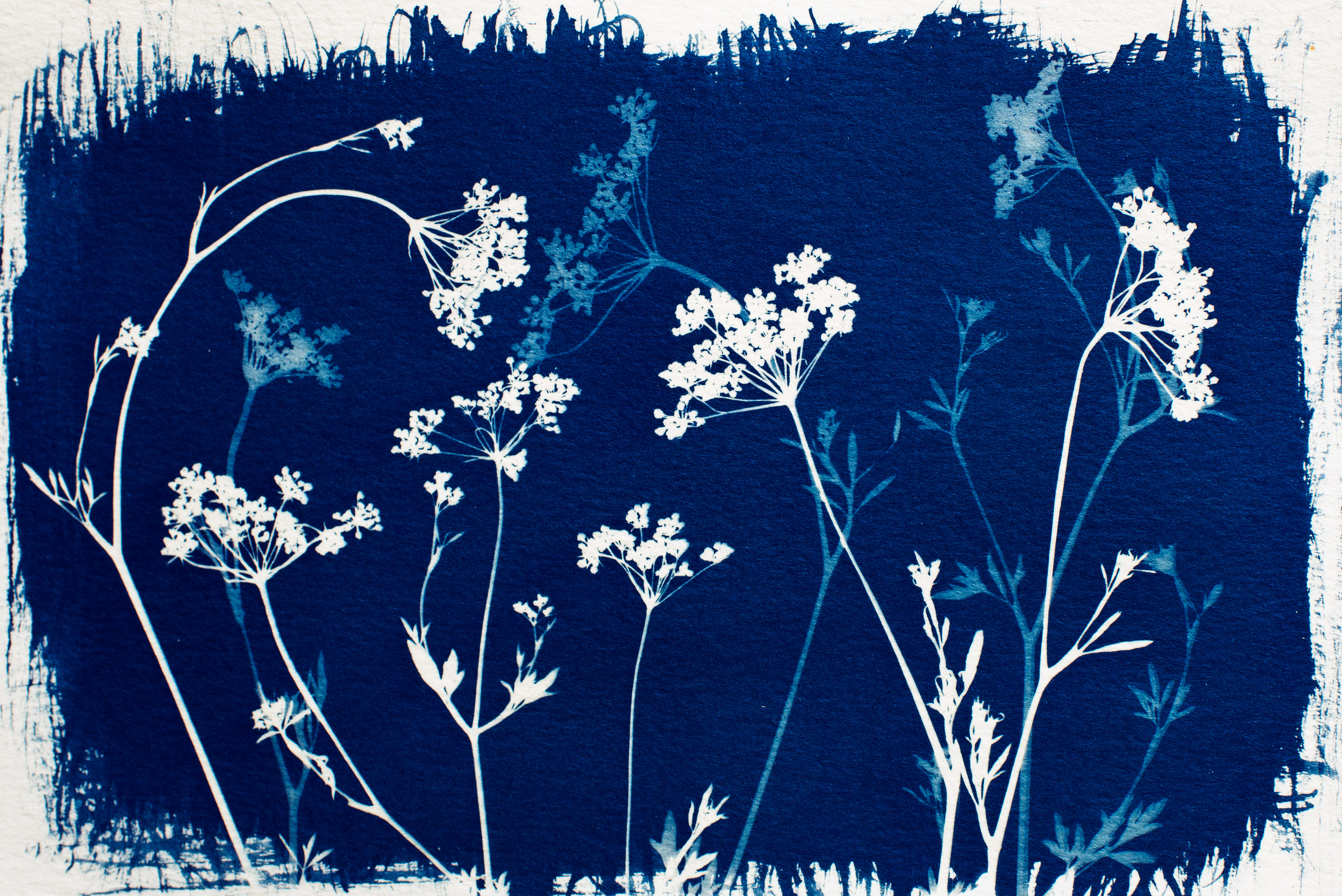 Cianotipia - între știință și artă