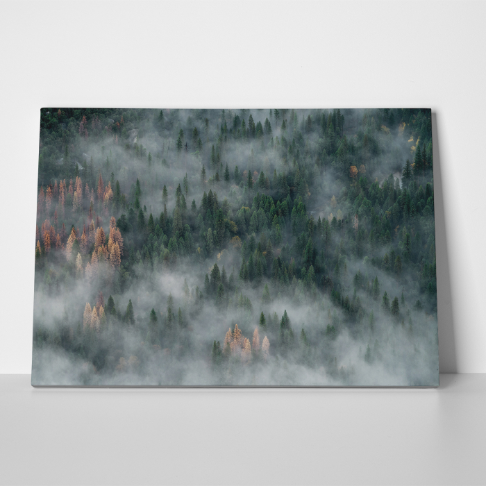 Tablou canvas abstract, Padure de brazi in ceata [3]