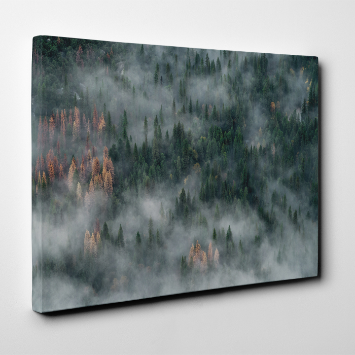 Tablou canvas abstract, Padure de brazi in ceata [2]