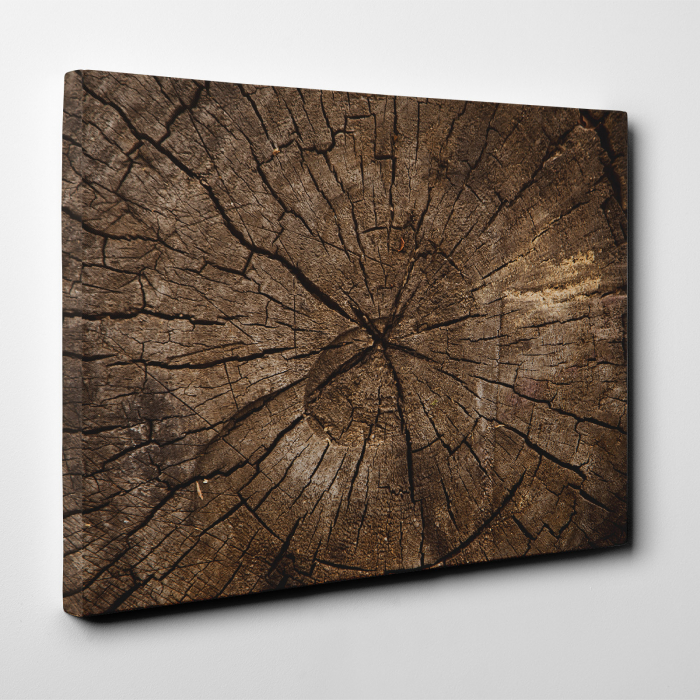 Tablou canvas abstract, Sectiune in trunchi de copac [2]