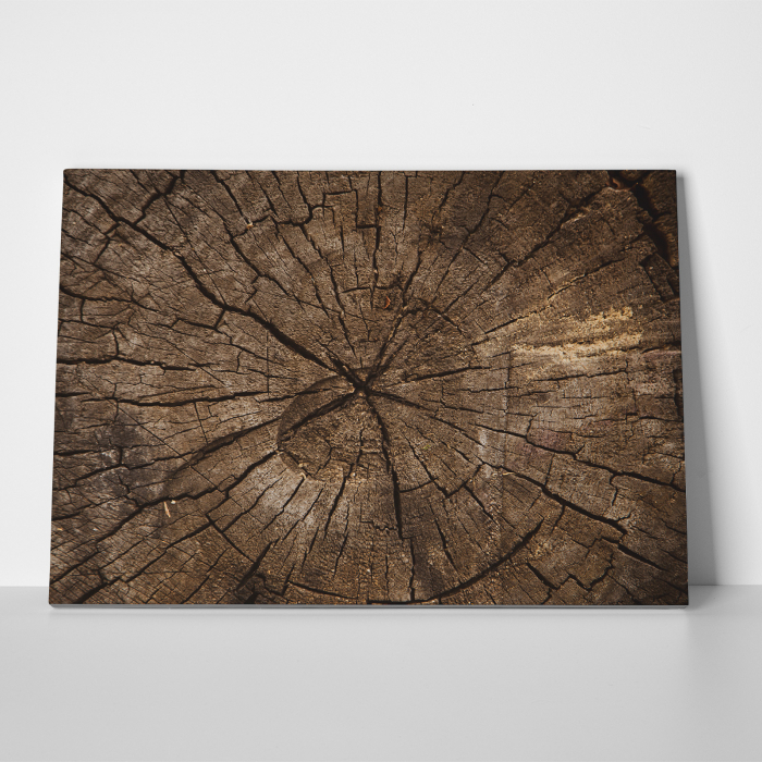 Tablou canvas abstract, Sectiune in trunchi de copac [3]