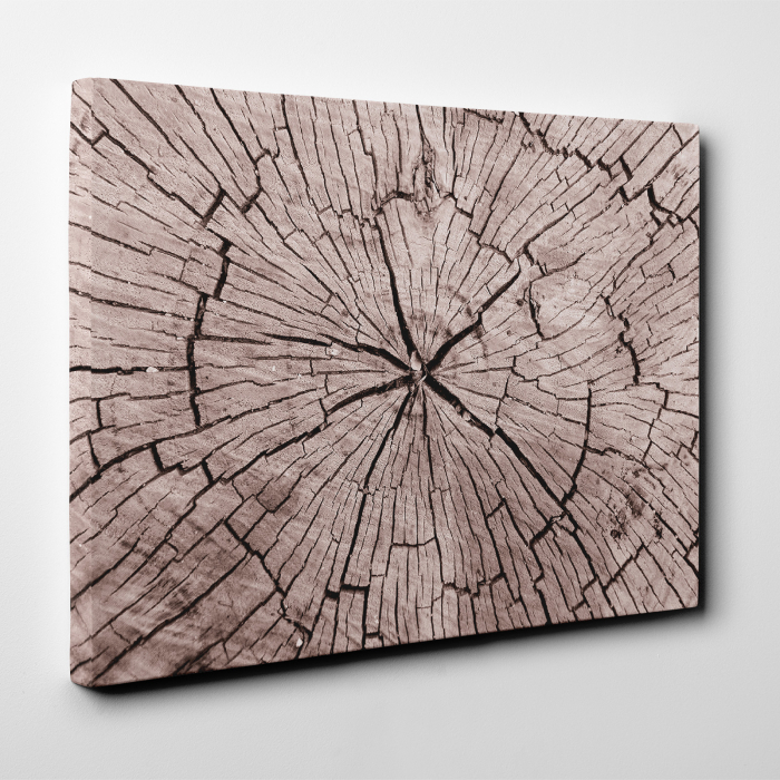 Tablou canvas abstract, Sectiune trunchi de copac [2]