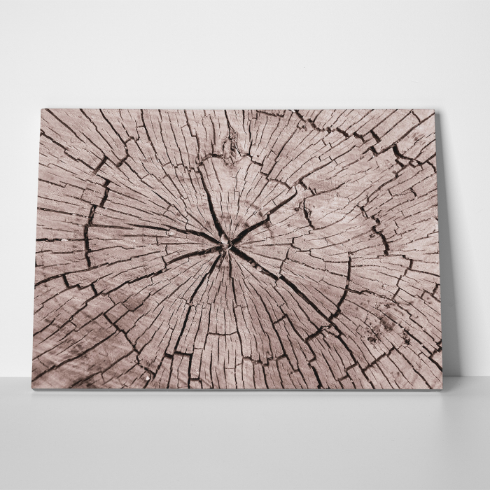 Tablou canvas abstract, Sectiune trunchi de copac [3]
