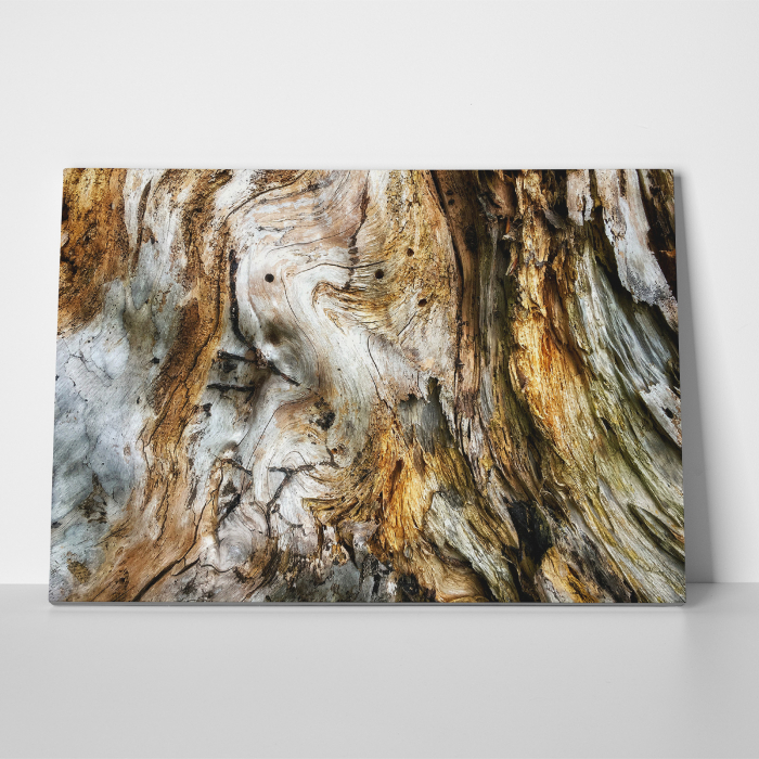 Tablou canvas abstract, Trunchi de copac putrezit [3]