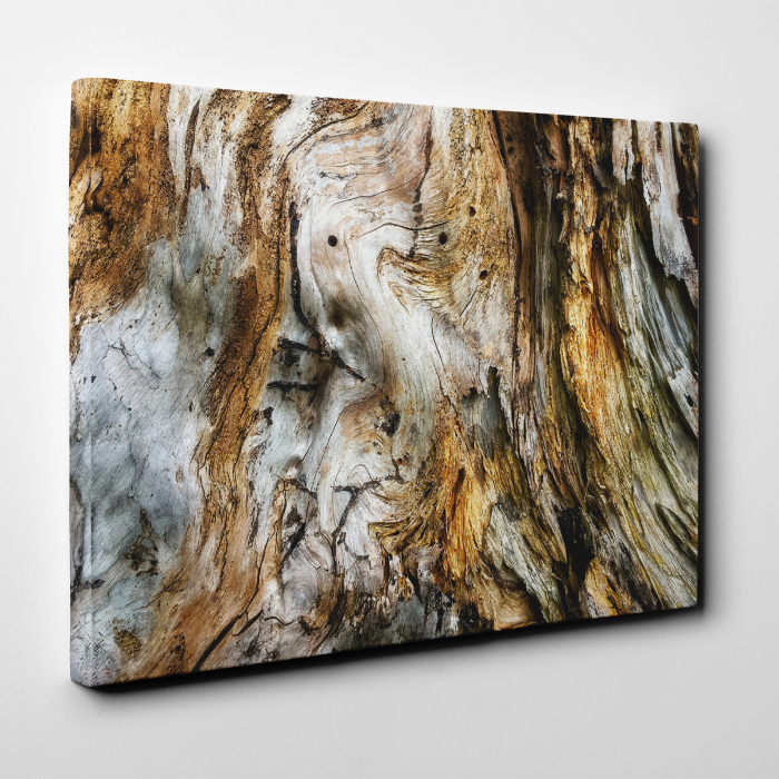 Tablou canvas abstract, Trunchi de copac putrezit [2]