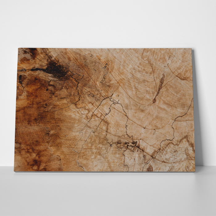 Tablou canvas abstract, Trunchi vechi de copac [3]