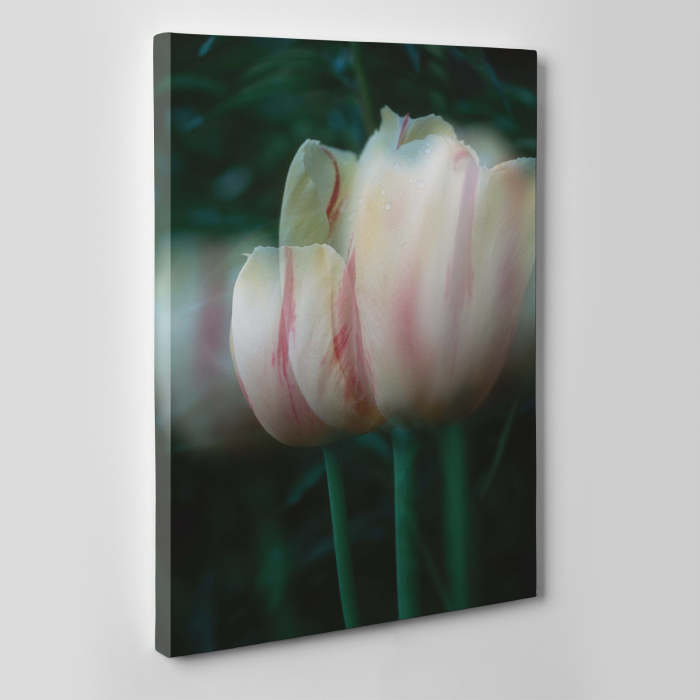 Tablou canvas floral, Blurred Tulip [4]
