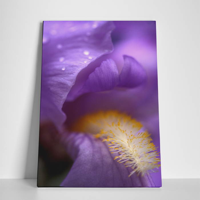 Tablou canvas floral, Lion's Mouth [4]