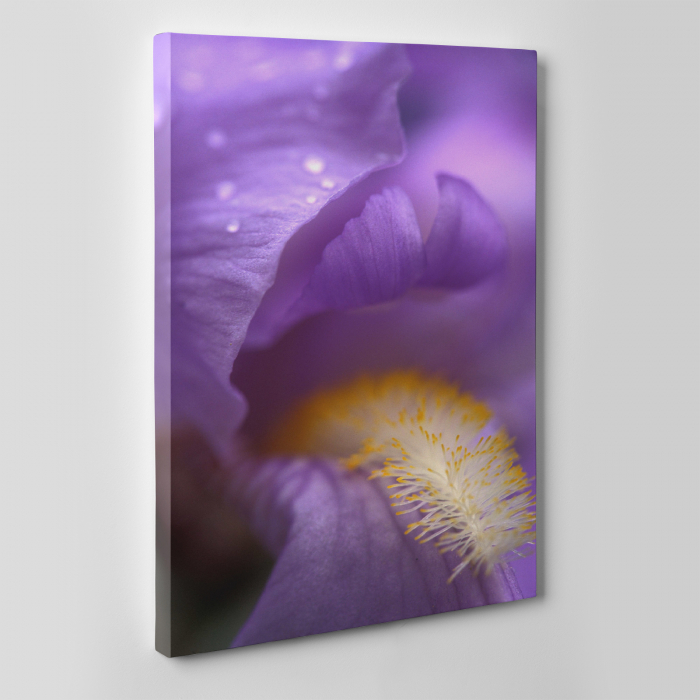 Tablou canvas floral, Lion's Mouth [5]