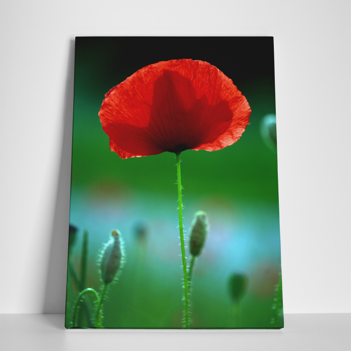 Tablou canvas floral, Red Spot [4]