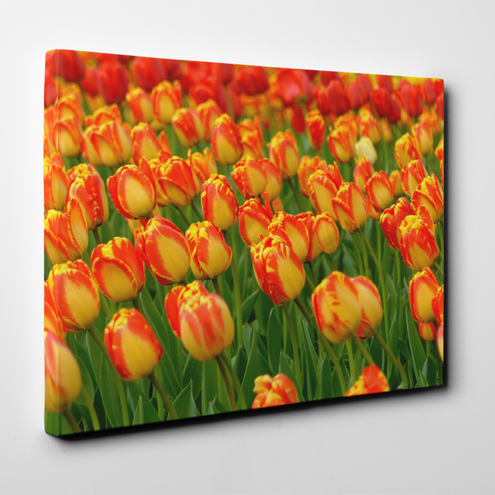 Tablou canvas floral, Red Tulips [4]