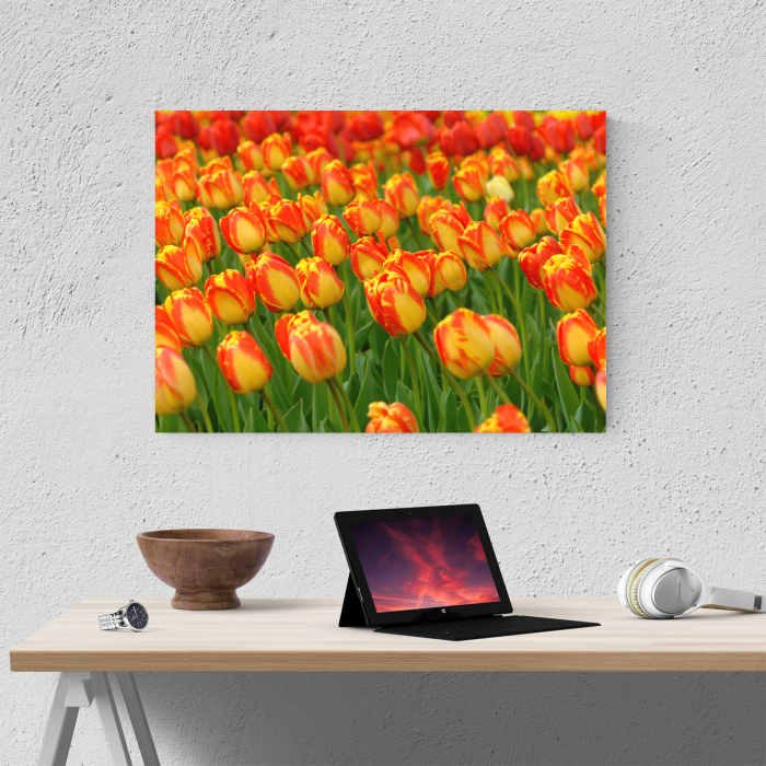 Tablou canvas floral, Red Tulips [2]