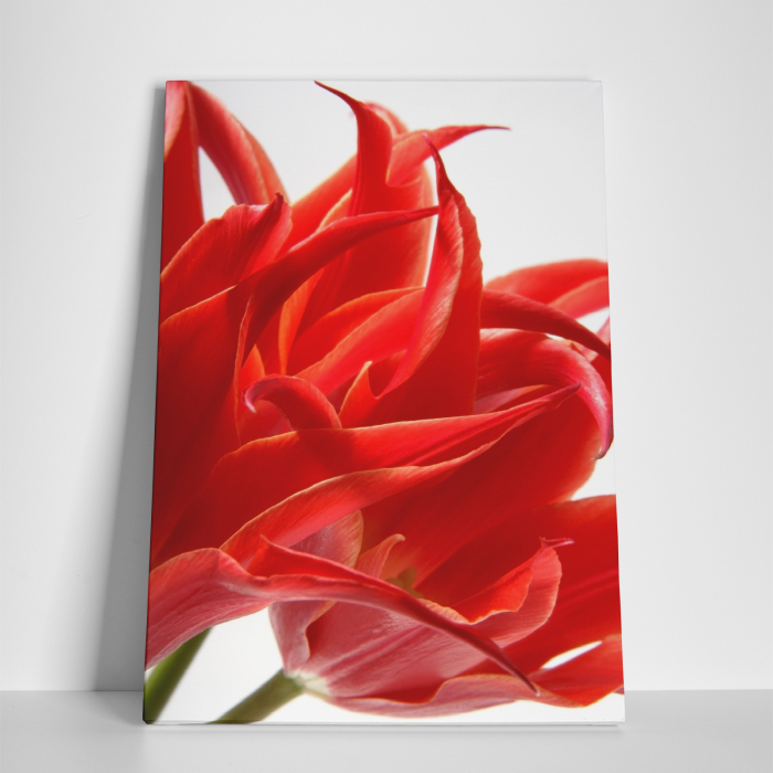 Tablou canvas floral, Red Tulips [3]