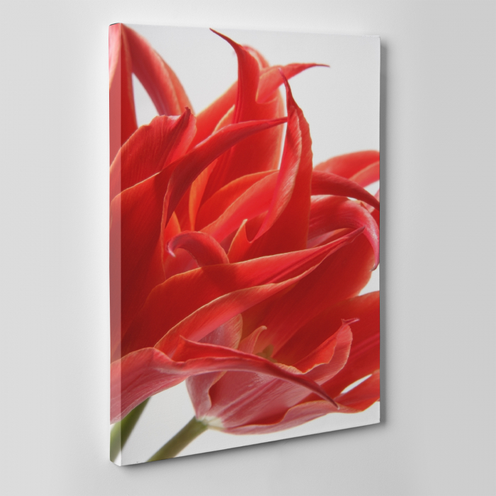 Tablou canvas floral, Red Tulips [4]