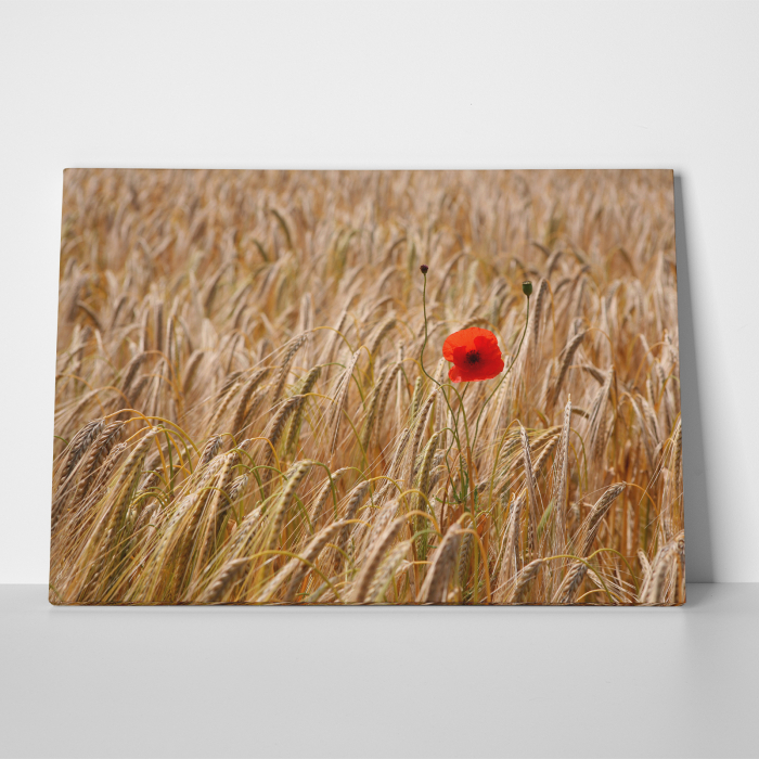 Tablou canvas floral, Single Red [3]