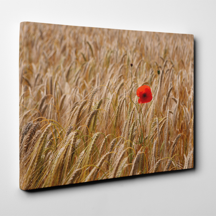 Tablou canvas floral, Single Red [4]