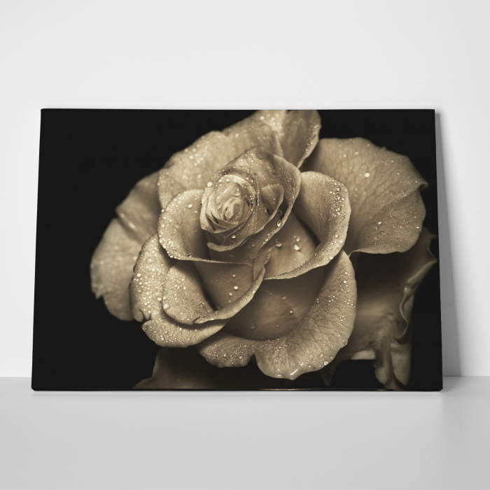 Tablou canvas floral, Vintage Rose in Rain [3]