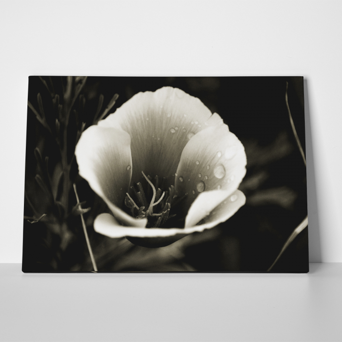 Tablou canvas floral, Water Drops on Flower [2]