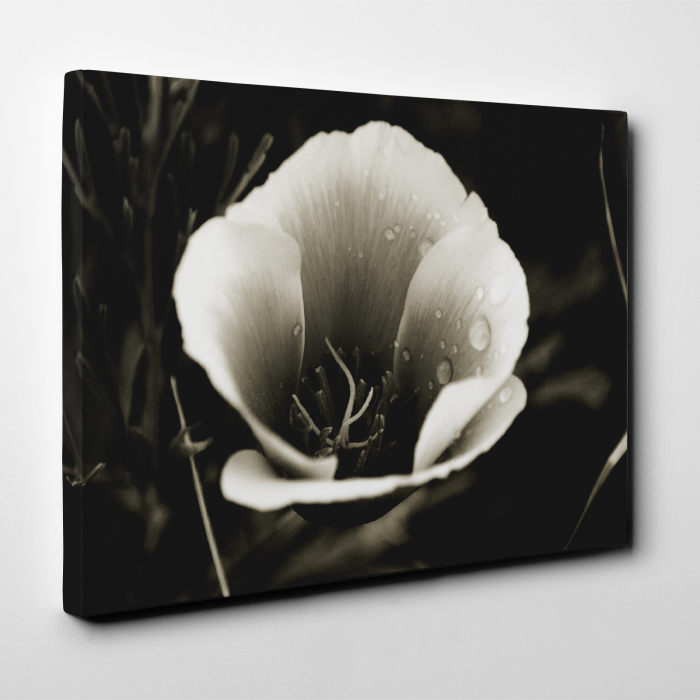 Tablou canvas floral, Water Drops on Flower [3]
