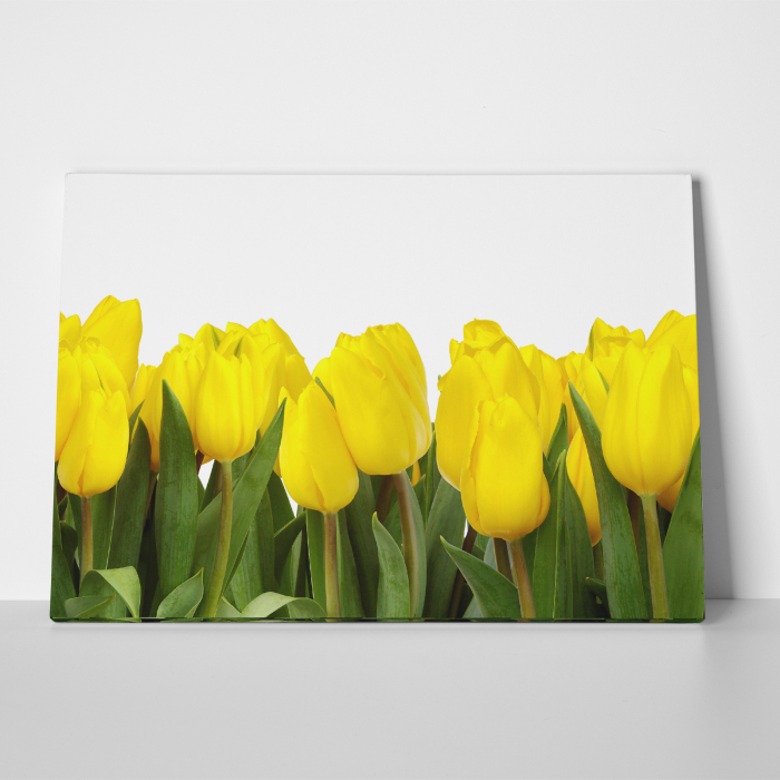 Tablou canvas floral, Yellow Tulips [3]