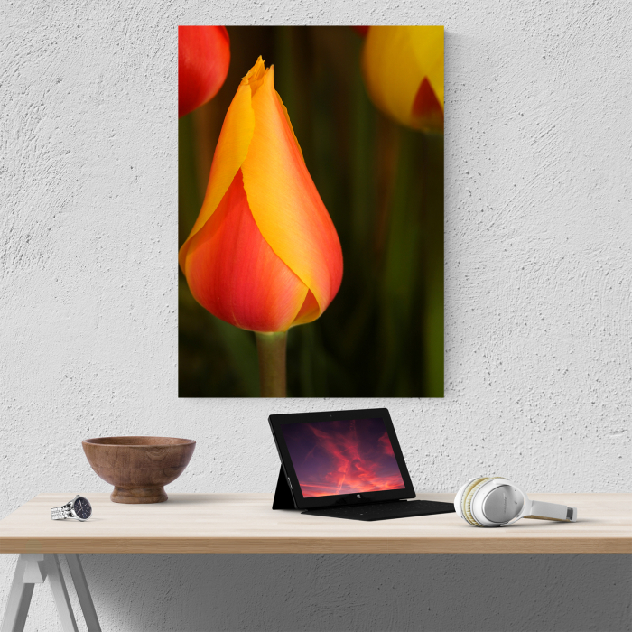 Tablou canvas floral, Young Tulip [2]