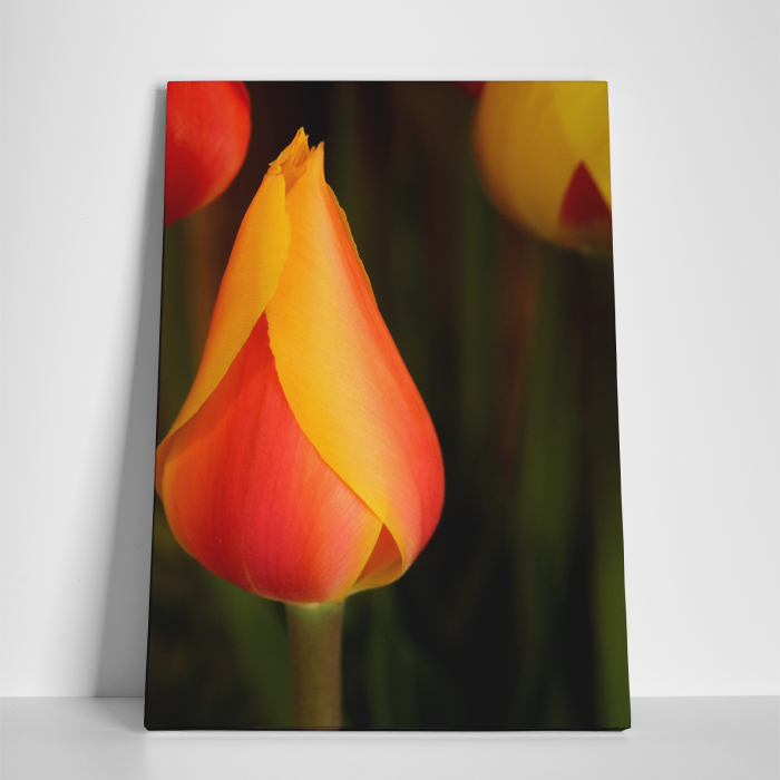 Tablou canvas floral, Young Tulip [3]