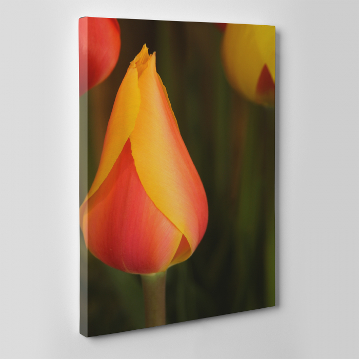 Tablou canvas floral, Young Tulip [4]