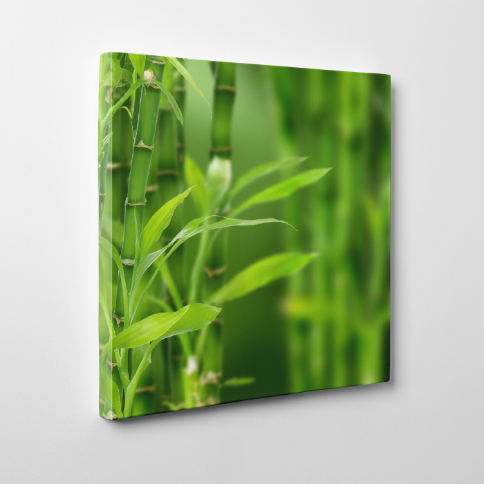 Tablou canvas natura, Bamboo [2]