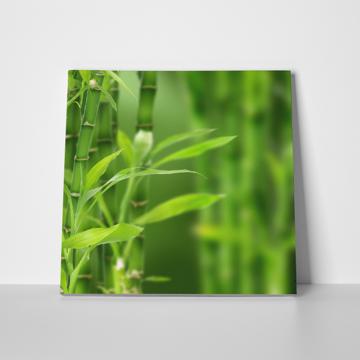 Tablou canvas natura, Bamboo [3]