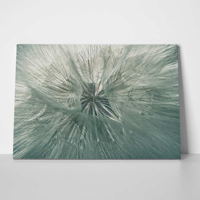 Tablou canvas natura, Papadie [3]