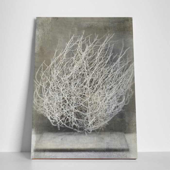 Tablou canvas natura, Desert Flower [3]