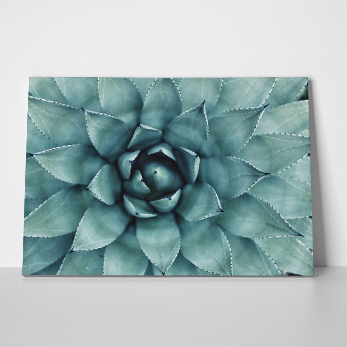 Tablou canvas natura, Floare de cactus [3]