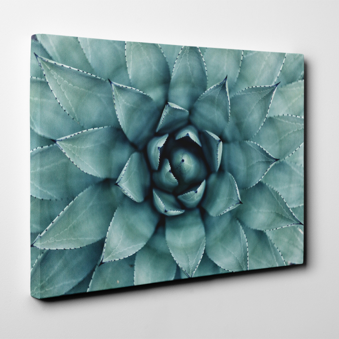 Tablou canvas natura, Floare de cactus [2]