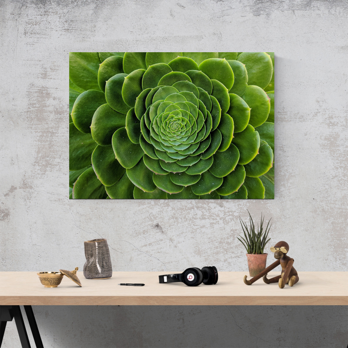 Tablou canvas natura, Floare de cactus [4]