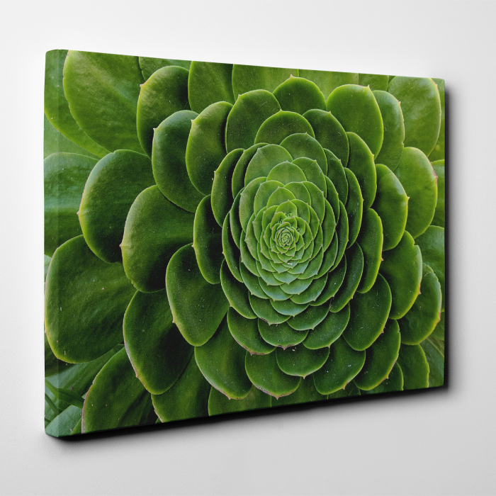 Tablou canvas natura, Floare de cactus [2]