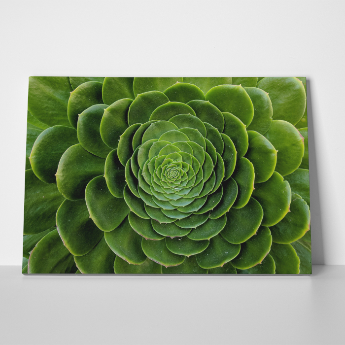 Tablou canvas natura, Floare de cactus [3]