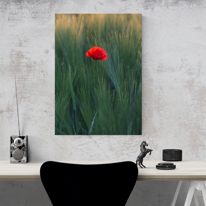 Tablou canvas natura, Floare de mac intre spice de grau [4]