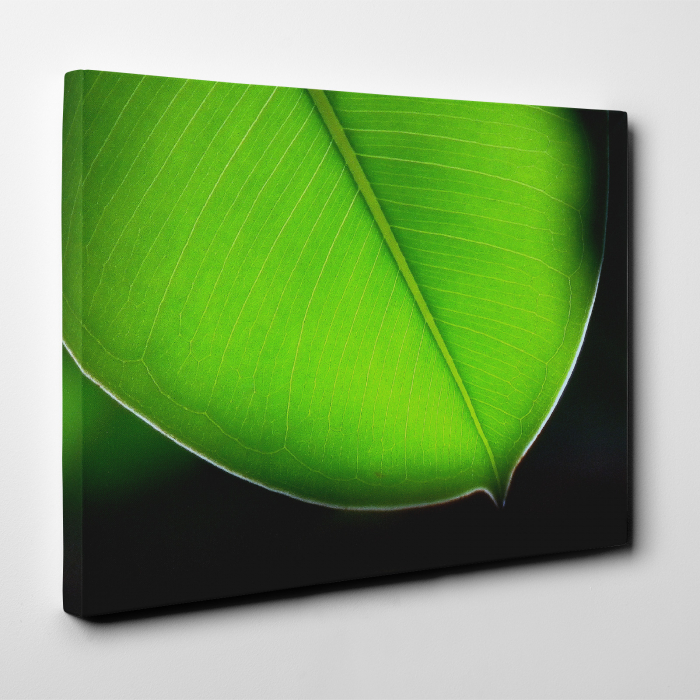 Tablou canvas natura, Frunza de un verde puternic [2]
