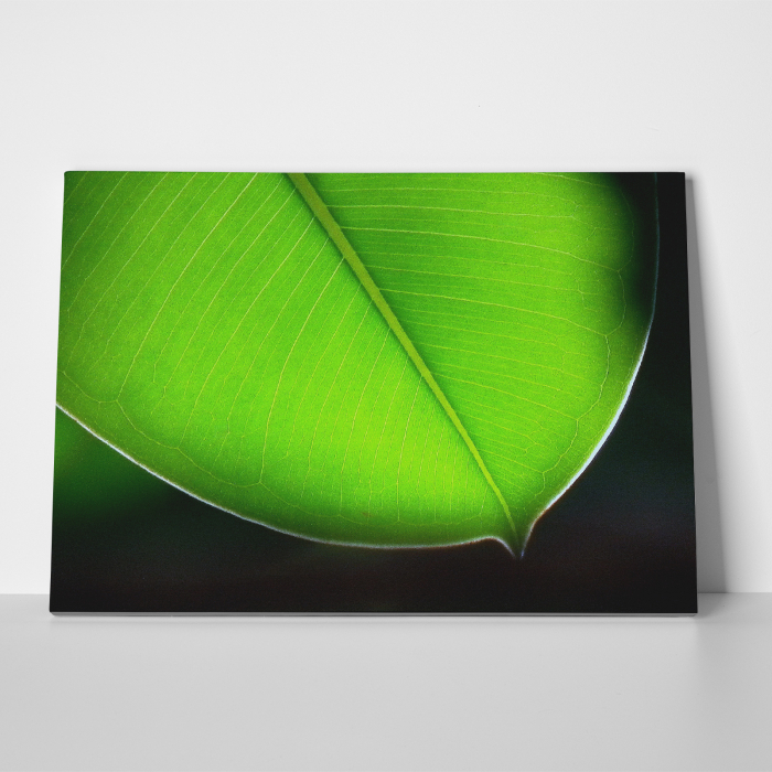 Tablou canvas natura, Frunza de un verde puternic [3]