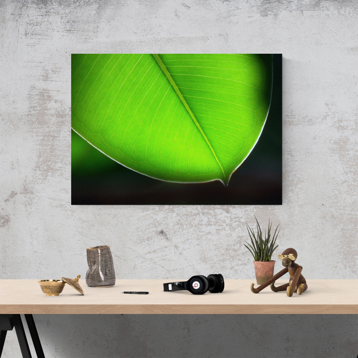 Tablou canvas natura, Frunza de un verde puternic [4]
