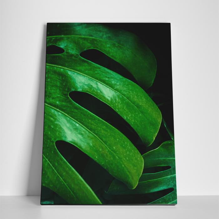 Tablou canvas natura, Frunza verde de Philodendron [3]