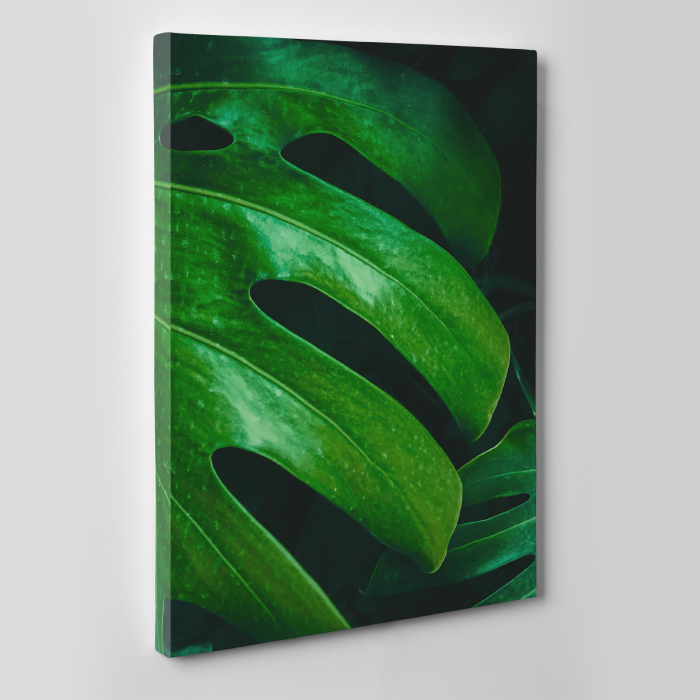 Tablou canvas natura, Frunza verde de Philodendron [2]