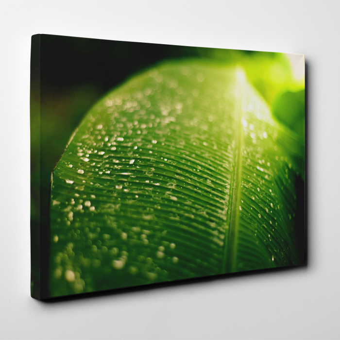 Tablou canvas natura, Frunza verde & roua diminetii [2]