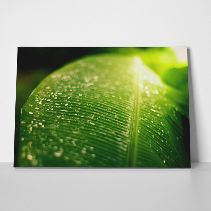 Tablou canvas natura, Frunza verde & roua diminetii [3]
