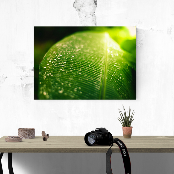 Tablou canvas natura, Frunza verde & roua diminetii [4]
