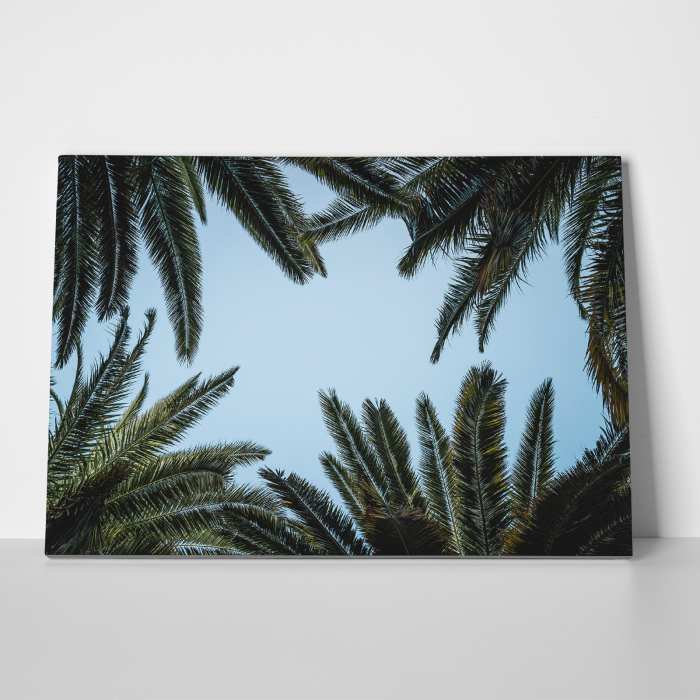 Tablou canvas natura, Frunze de palmieri privesc cerul [3]