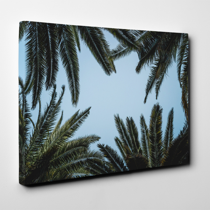 Tablou canvas natura, Frunze de palmieri privesc cerul [2]