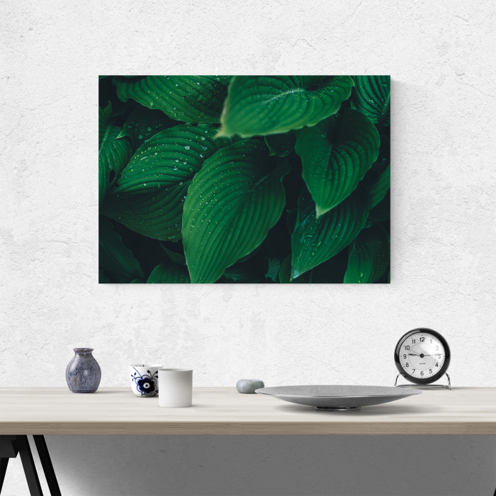 Tablou canvas natura, Frunze si picaturi de apa [4]